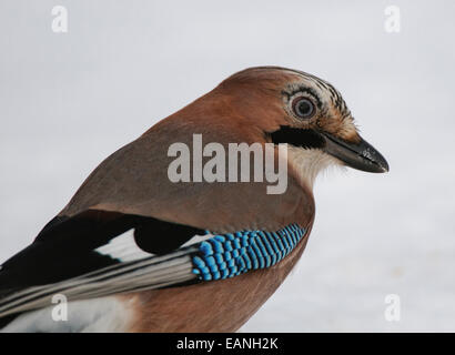 Eurasian Jay Garrulus glandarius standing in snow Banque D'Images