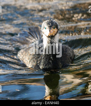 Grand cormoran Phalacrocorax carbo sinensis dans l'eau Banque D'Images