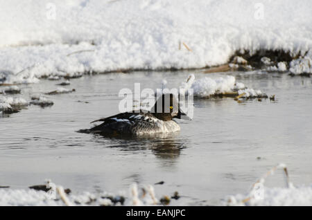 Jeune mâle Garrot Bucephala clangula dans l'eau Banque D'Images