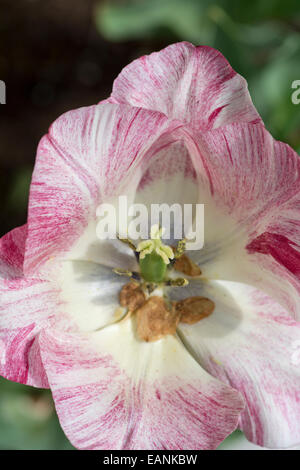 Hémisphère Tulip Banque D'Images