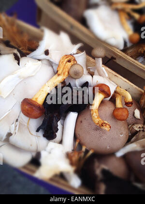 Sélection de champignons mixtes Banque D'Images
