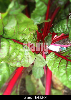 Swisschard en plongée des encore dans le sol Banque D'Images