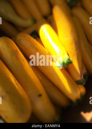 Courgettes jaunes sous le soleil à farmers market stand Banque D'Images