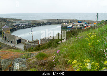 Petit et à l'abri du port historique à Holyhead Porth avec fleurs sauvages colorées on grassy hillside & bateaux sur l'eau calme Banque D'Images