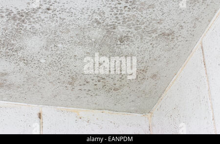 Moule de plafond indiqué sur l'intérieur d'une salle de bains carrelée de blanc une source commune de dommages malsain et de décadence. Banque D'Images