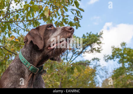 Profil de chien Spinone italien rouan brun contre les branches vertes et bleu ciel de la nature préserver Banque D'Images