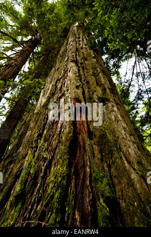 Tronc d'arbre, Humboldt Redwoods State Park California, United States Banque D'Images