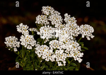 Grappe de fleurs blanches et de feuilles vert foncé d'Iberis sempervirens, Thlaspi vivace, sur un fond sombre Banque D'Images