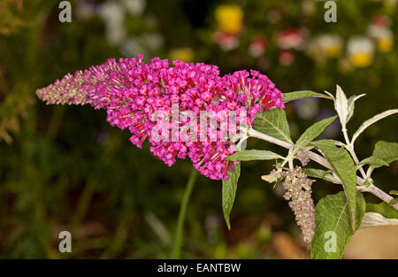 Rouge clair / fleurs rose profond de Buddleja davidii Buzz series 'Velvet' avec des feuilles vert clair contre fond vert sombre Banque D'Images