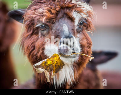 Francfort-sur-Main, Allemagne. 18 Nov, 2014. Un alpaga takes something sur une feuille d'automne dans son enclos au zoo de Francfort-sur-Main, Allemagne, 18 novembre 2014. Photo : FRANK RUMPENHORST/dpa/Alamy Live News Banque D'Images