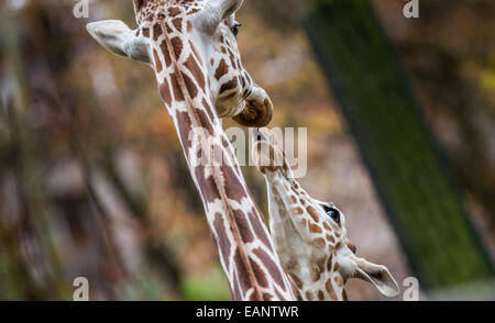 Francfort-sur-Main, Allemagne. 18 Nov, 2014. Une jeune girafe tire sa langue à une girafe au zoo de Francfort-sur-Main, Allemagne, 18 novembre 2014. Photo : FRANK RUMPENHORST/dpa/Alamy Live News Banque D'Images