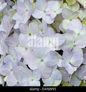 Belles fleurs Hortensia bleu, motif pétale Banque D'Images