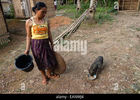 L'alimentation d'une femme Lao pig Banque D'Images