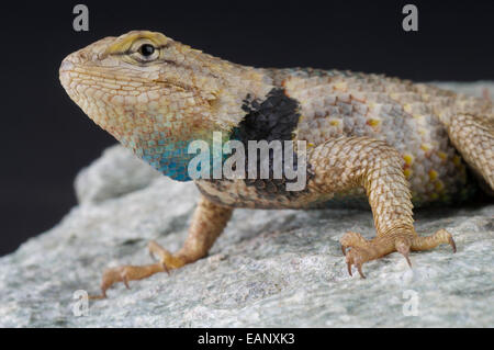 Lézard épineux du désert / Sceloporus magister Banque D'Images