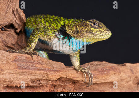 Lézard épineux d'émeraude / Sceloporus malachiticus Banque D'Images