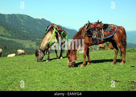 Deux chevaux pâturage sur Nalati des Prairies, la Province du Xinjiang, en Chine. Moutons dans l'arrière-plan Banque D'Images