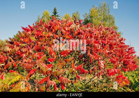 Stahhorn belle automne sumac vinaigrier (Rhus typhina) feuilles dans park Banque D'Images