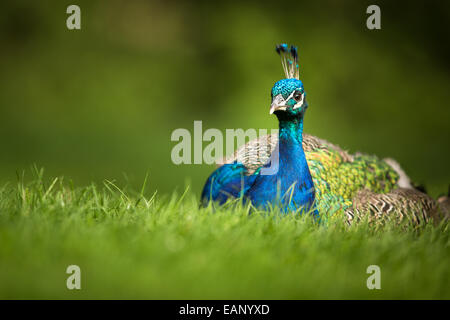 Paon (Pavo cristatus splendide) (shallow DOF ; couleur tonique libre) Banque D'Images