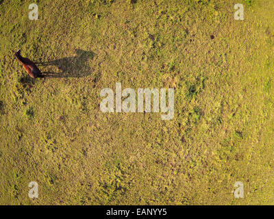 Vue aérienne sur un pâturage avec un cheval jette une ombre Banque D'Images