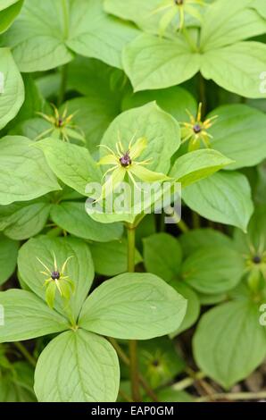 Herb paris (paris quadrifolia) Banque D'Images