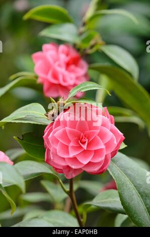 Japanese camellia (camellia japonica 'tsugawashibori') Banque D'Images