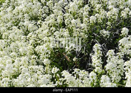 La diffusion de l'Arabis procurrens (cress rock 'neuschnee') Banque D'Images