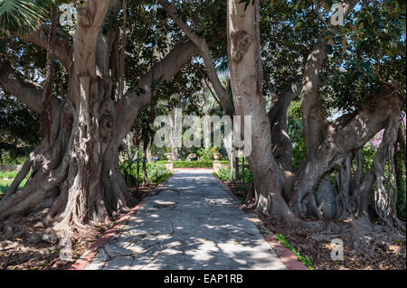 Une avenue de figuiers pleureurs (ficus benjamina) dans les jardins San Anton à côté du Palais présidentiel, Attard, Malte Banque D'Images