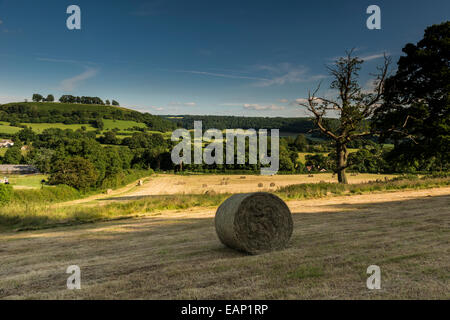 Vue sur un champ avec des balles de foin entre Uley et Dursley (Cotswold Way), Gloucestershire, Royaume-Uni (M. Downham Hill dans l'arrière-plan) Banque D'Images