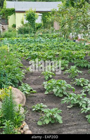 Pommes de terre (Solanum tuberosum) dans un jardin d'attribution Banque D'Images