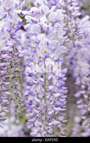 Wisteria floribunda (glycine du japon) Banque D'Images