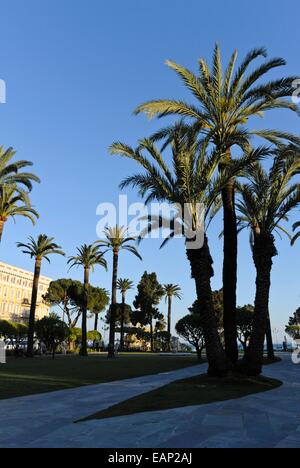 Île des Canaries (Phoenix canariensis), Nice, France Banque D'Images