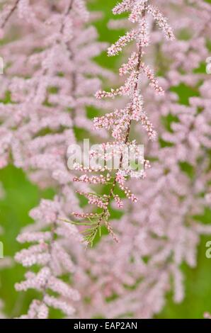 Tamaris tamarix gallica (français) Banque D'Images