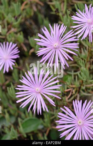 Fleur de midi (lampranthus roseus) Banque D'Images