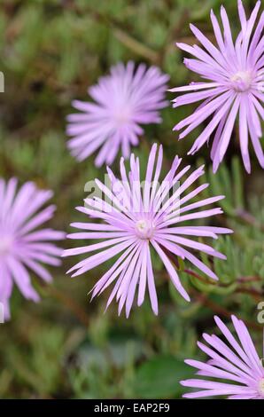 Fleur de midi (lampranthus roseus) Banque D'Images