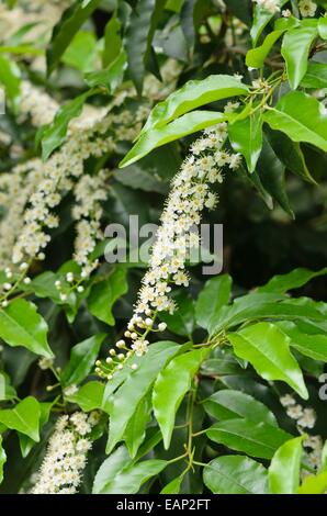 Le laurier du Portugal (Prunus lusitanica) Banque D'Images