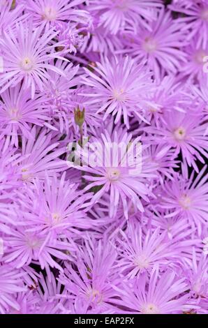 Fleur de midi (lampranthus roseus) Banque D'Images