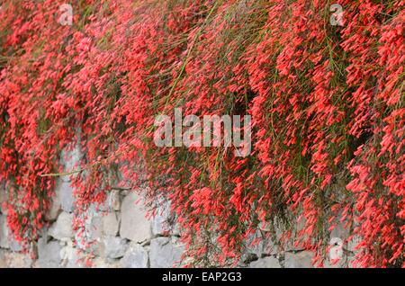 Plante (russelia equisetiformis firecracker) Banque D'Images