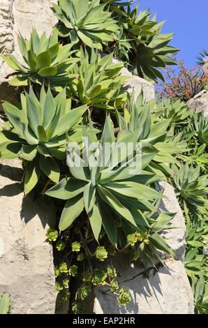 Queue du lion (agave attenuata) Banque D'Images