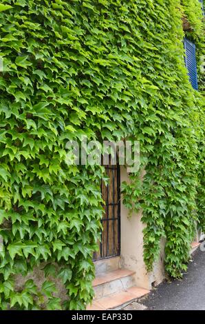 Réducteur du Parthenocissus tricuspidata (japonais) sur un mur de la maison Banque D'Images