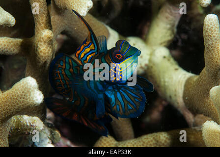 Mandarinfish - Synchiropus splendidus - Moalboal - Cebu - Philippines Banque D'Images