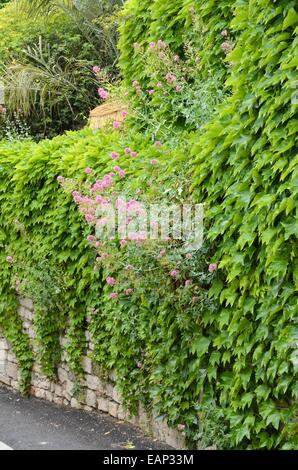 Réducteur du Parthenocissus tricuspidata (japonais) et rouge de valériane (centranthus ruber) dans un mur de pierre Banque D'Images