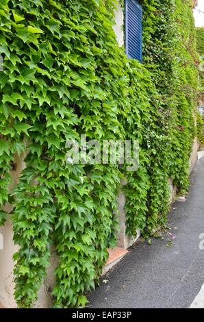 Réducteur du Parthenocissus tricuspidata (japonais) sur un mur de la maison Banque D'Images