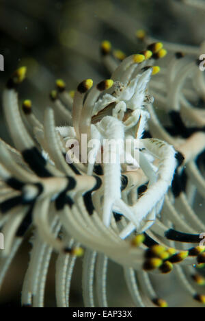 L'accroupissement élégant - homard Allogalathea elegans - Moalboal - Cebu - Philippines Banque D'Images