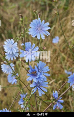 Chicorée Cichorium intybus, commun avec l'abeille Banque D'Images