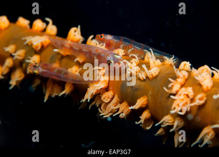 Sur le fil - Bryaninops yongei corail - Moalboal - Cebu - Philipphines - Océan Pacifique Banque D'Images