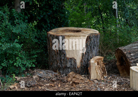 Un arbre abattu le tronc coupé en gros articles dans une zone boisée. Banque D'Images