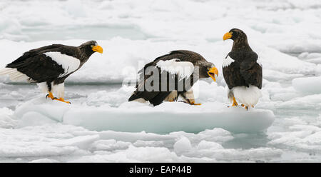 Une femme et deux hommes de mer de Steller aigles sur les glaces dérivantes du détroit de nemuro, à quelques miles au nord-est de rausu sur Hokkaido, j Banque D'Images