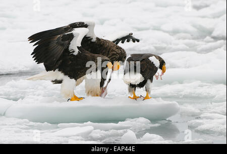 Une femelle et deux mâles de Steller's Sea Eagles sur la glace dérivante du détroit de Nemuro, à quelques kilomètres au nord-est de Rausu sur Hokkaido, J Banque D'Images