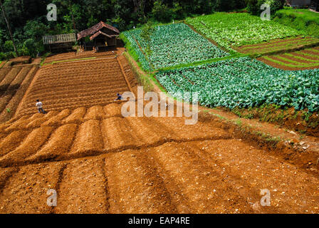 Agriculteurs travaillant sur un champ agricole à l'extérieur du parc national du Mont Gede Pangrango, à Java-Ouest, en Indonésie. Banque D'Images