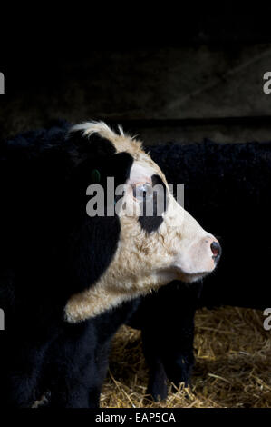 Photographie d'une tête de veau bovins Hereford dans une stalle Banque D'Images